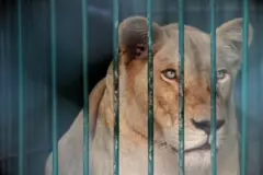 เมื่อสิงโตกลายเป็นสัตว์เลี้ยง ผู้ครอบครองต้องอยู่ใต้หลักเกณฑ์อะไรบ้าง