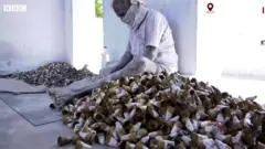 पटाखा