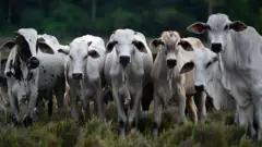 Foto de vários bois em um pasto olhando para a câmera