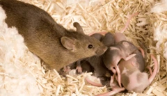 Um rato com sua ninhada em um ninho.