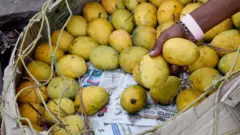 మామిడి పండ్లు