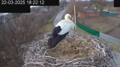 Лелека Грицько після першої ночі вдома
