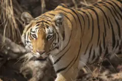 वाघ 