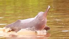 डल्फिन