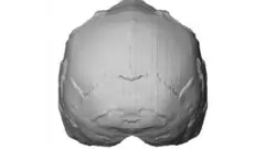 Kipimo cha fuvu kikionyesha muundo wa fuvu la binadamu wa kisasa