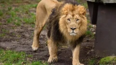 Picture of lion wey dey squeeze face