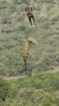 مگرمچھ