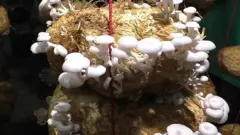 मशरूम की खेती