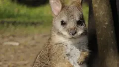Parma wallaby