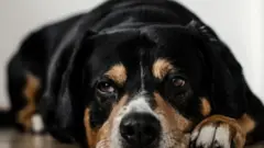 Cães, baleias, cavalos e outros animais tentam colocar fim à própria vida ou apenas projetamos interpretações humanas a seus comportamentos?