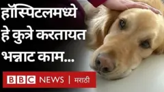 कोरोना व्हायरस, डॉग थेरपी