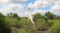 Girafa branca com GPS