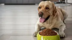 A labrador with a bowl of food
