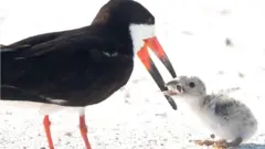 burung