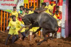 ஜல்லிக்கட்டு 