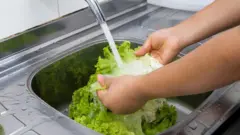 Person Washing Lettuce.