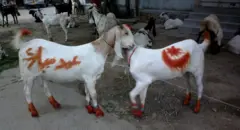 صورة لتيسين من الماعز وقد رسم على جسديهما هلال ونجمة وكتب على واحد منهم عبارة "عيد مبارك" في أحد أسواق الأضاحي