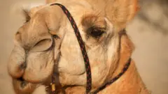 Kamila u Australiji