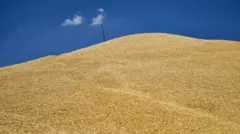 українське зерно