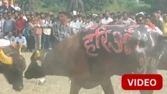 காணொளி: மத்திய பிரதேசத்தில் நடந்த எருமைகள் மோதும் மல்யுத்தப் போட்டி