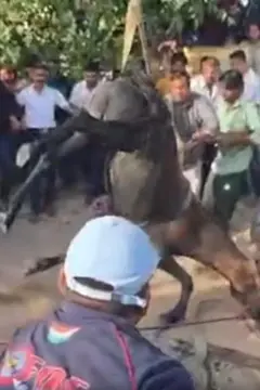 குதிரை