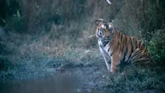 ভারতের বান্ধবগড় অভয়ারণ্যে রয়্যাল বেঙ্গল টাইগার