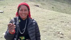 घर फर्किदै गरेको बताउने यार्सा टिप्नेहरू