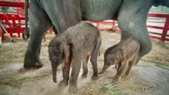 हाथी
