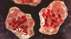 تصویرسازی از ویروس سرخک