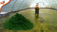 بروتين الطحالب.. إنتاج مستدام باستخدام التكنولوجيا الحيوية