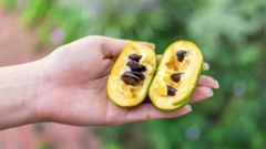 buah pawpaw