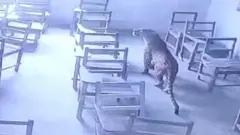 Leopard in classroom