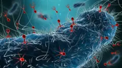 Bactéria genérica como Escherichia coli infectada por um grupo de fagos
