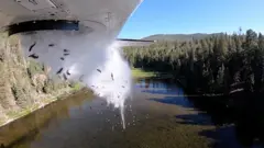 риба з літака