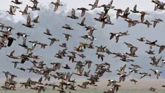 සංක්‍රමණික කුරුල්ලෝ දස දහස් ගණනක් මේ වනවිට ශ්‍රී ලංකාවට පැමිණ සිටිති.