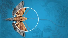 Polilla polinizadora de la orquídea de Darwin