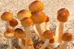 Cogumelos mágicos vistos de cima