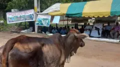 Batticaloa cows issue