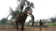 చిత్తూరు ఏనుగులు