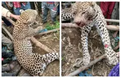 Qeeramsa harargeetti mana maatiitti seenee ajjeefame, Waxabajji 24, 2025