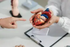 анатомиялык макет 