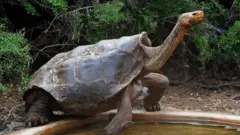 డియాగో తాబేలు