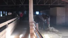 поліція