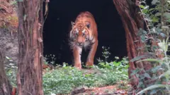 चिडियाखानामा राखिएको बाघ।