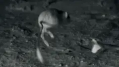 ਨਿੰਜਾ ਰੈਟ