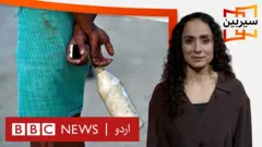 بی بی سی اردو سیربین