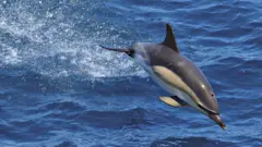 A dolphin in the Bay of Biscay