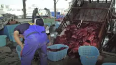 Carne de baleia sendo separada na Japão