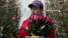 ਸੰਕੇਤਕ ਤਸਵੀਰ