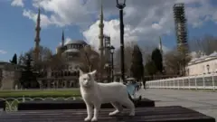 киця, туреччина